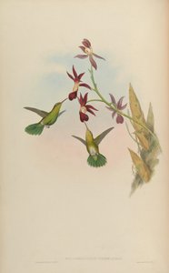 Chrysobronchus viridicauda = Amazilia viridicauda door John Gould